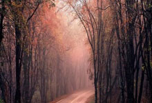 雷火电竞入驻-索伯车队横扫迈凯伦，皮亚斯特里扛起全队